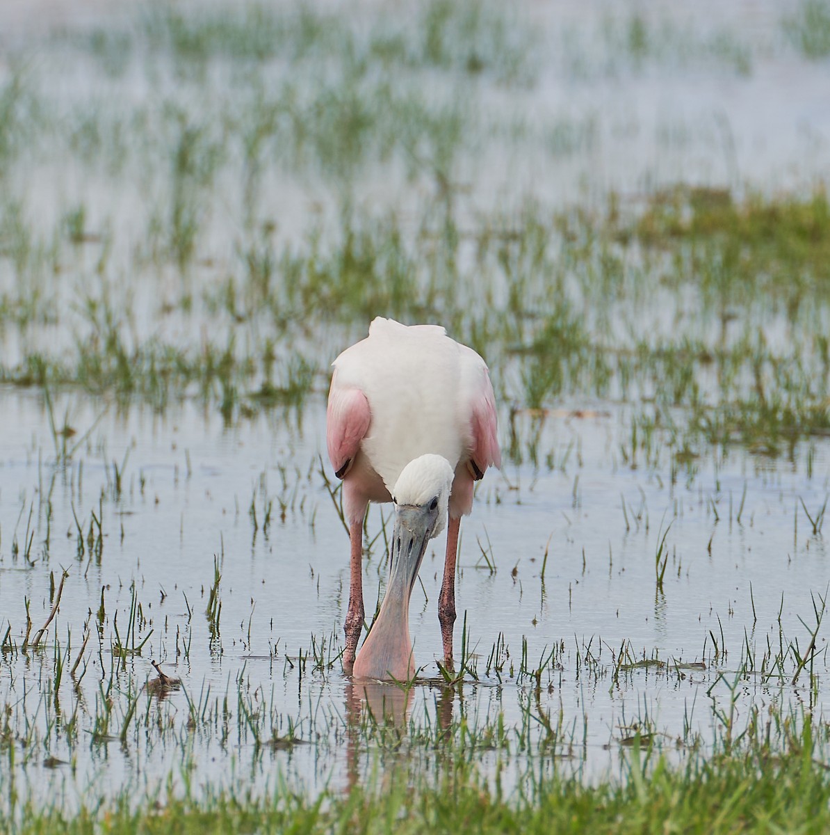 Roseate Spoonbill - ML475219511