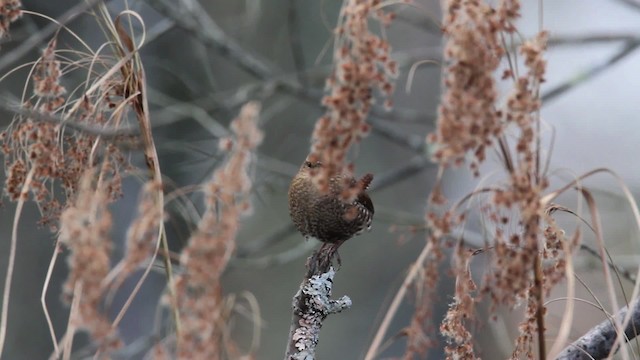 Winter Wren - ML475221