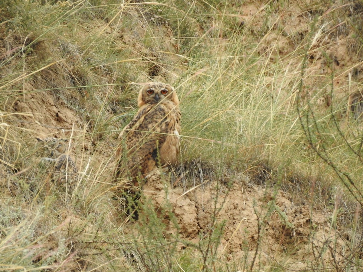 Eurasian Eagle-Owl - Jerome Zhang