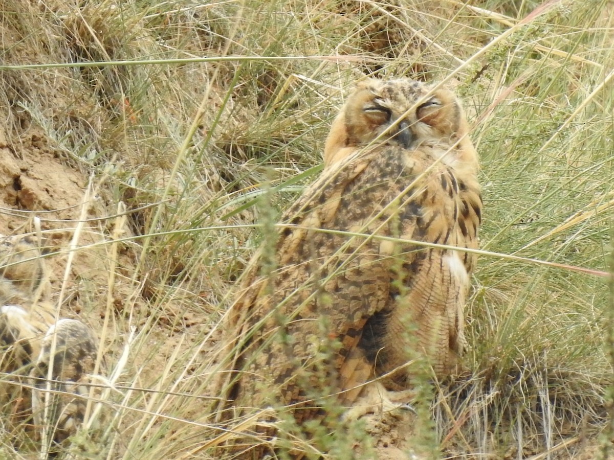 Eurasian Eagle-Owl - Jerome Zhang