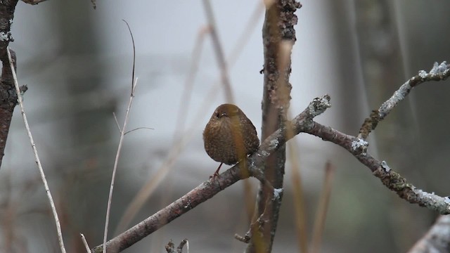 střízlík kanadský - ML475222