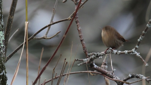 Troglodyte des forêts - ML475223