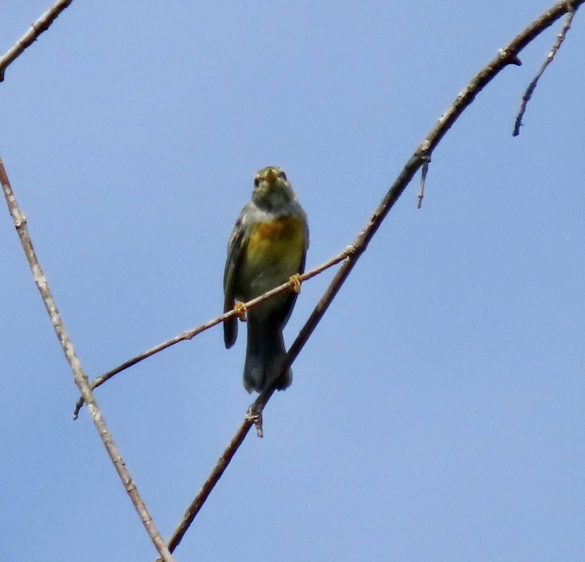 Northern Parula - ML475223161