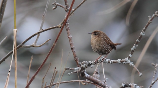 Winter Wren - ML475224