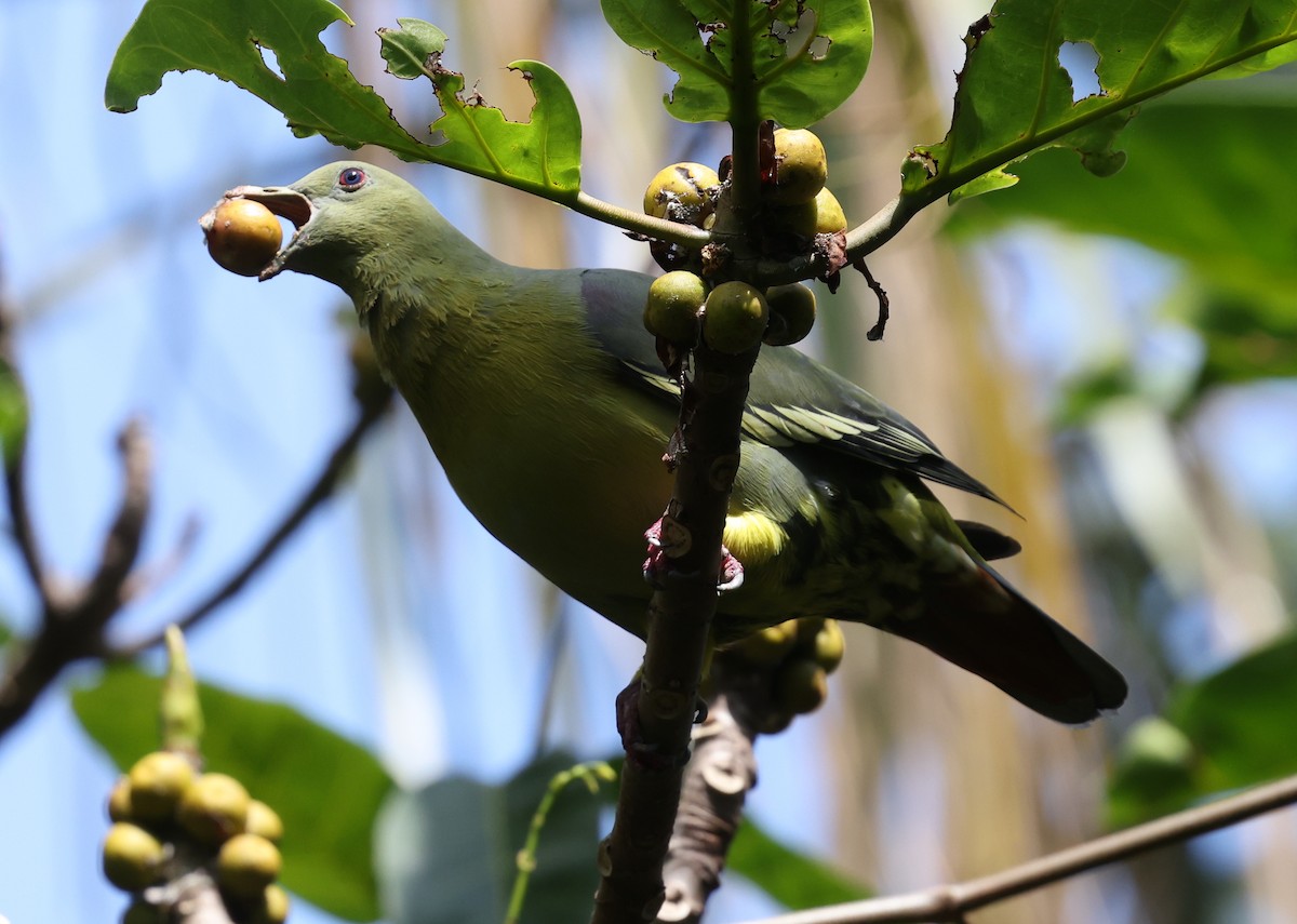 Comoro Green-Pigeon - Kasper R. Berg