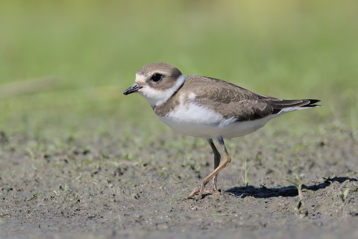 Semipalmated Plover - ML475224721