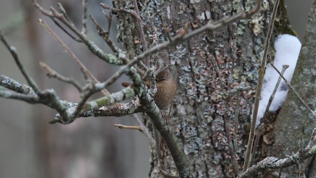 Winter Wren - ML475225