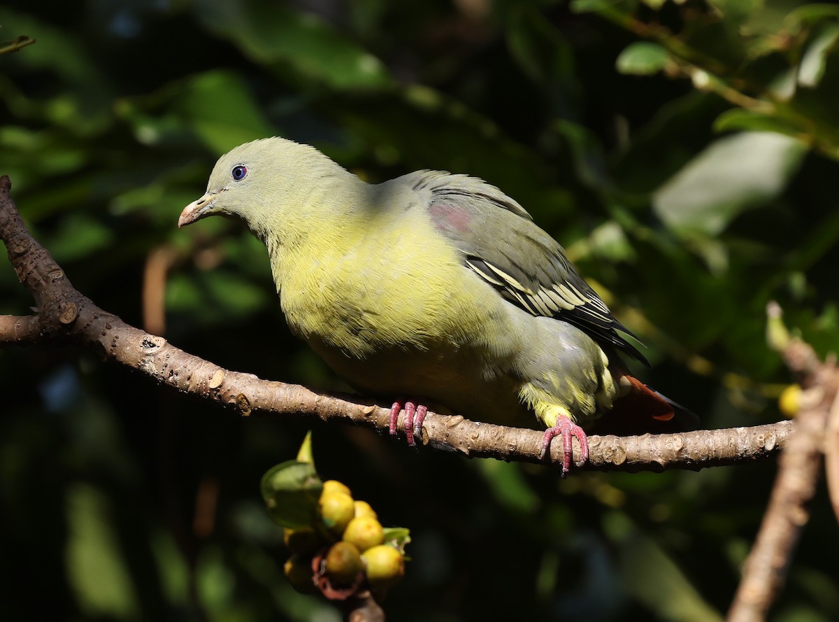 Comoro Green-Pigeon - ML475225281