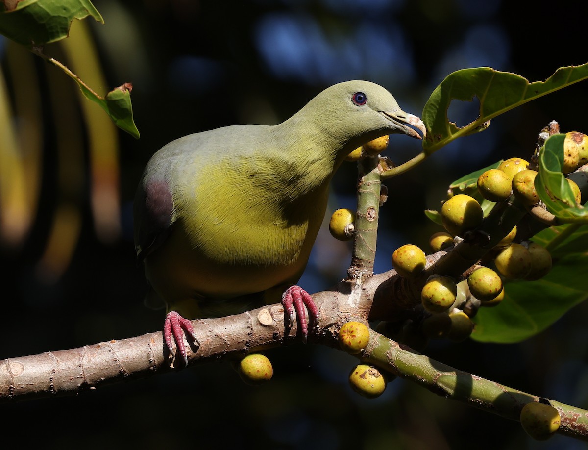 Comoro Green-Pigeon - Kasper R. Berg