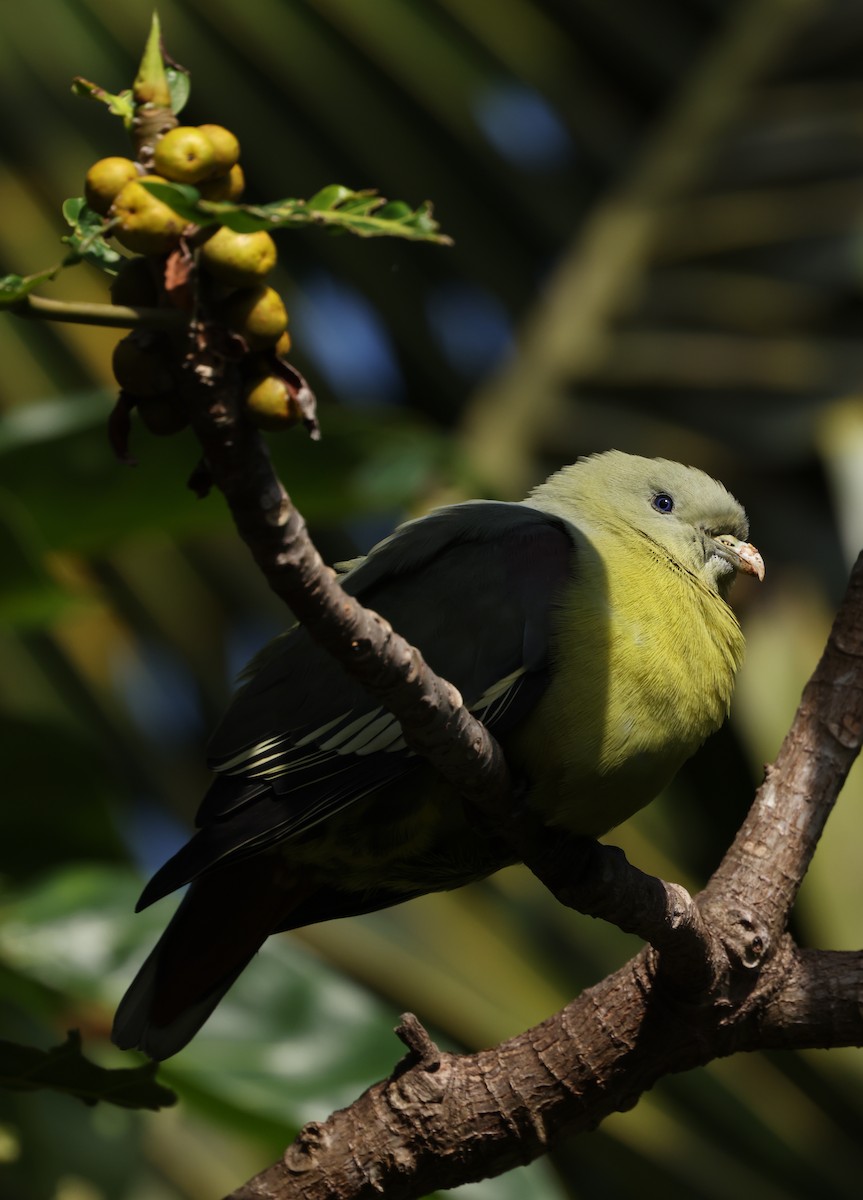 Comoro Green-Pigeon - ML475225821