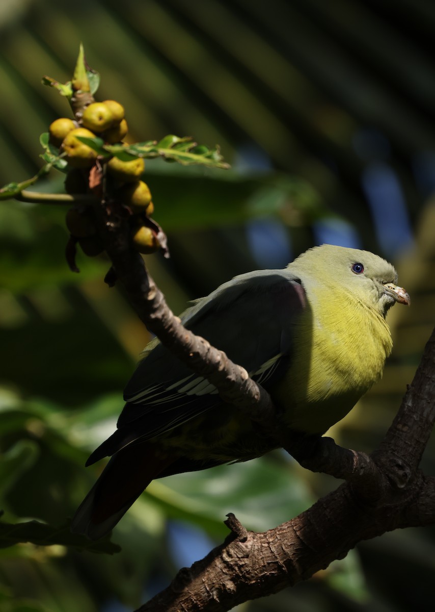 Comoro Green-Pigeon - ML475225831