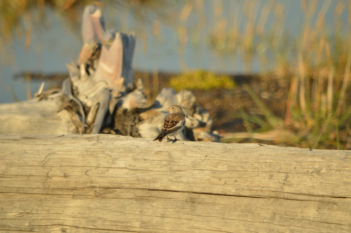 Snow Bunting - ML475226021