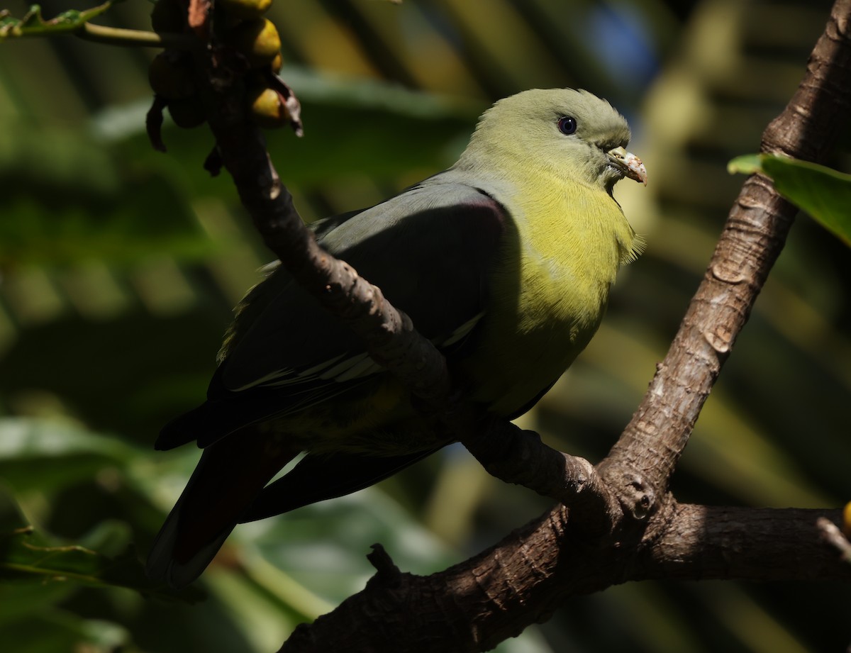 Comoro Green-Pigeon - ML475226171