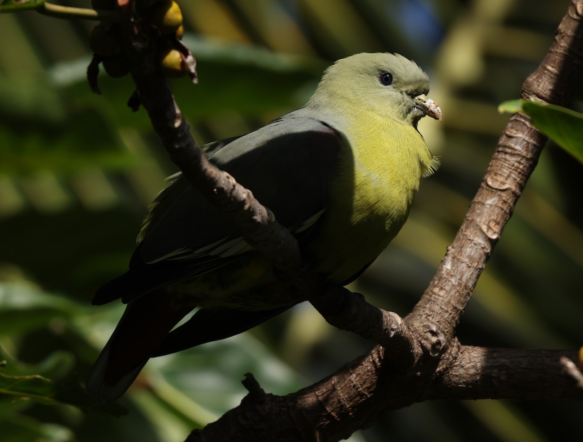 Comoro Green-Pigeon - ML475226181