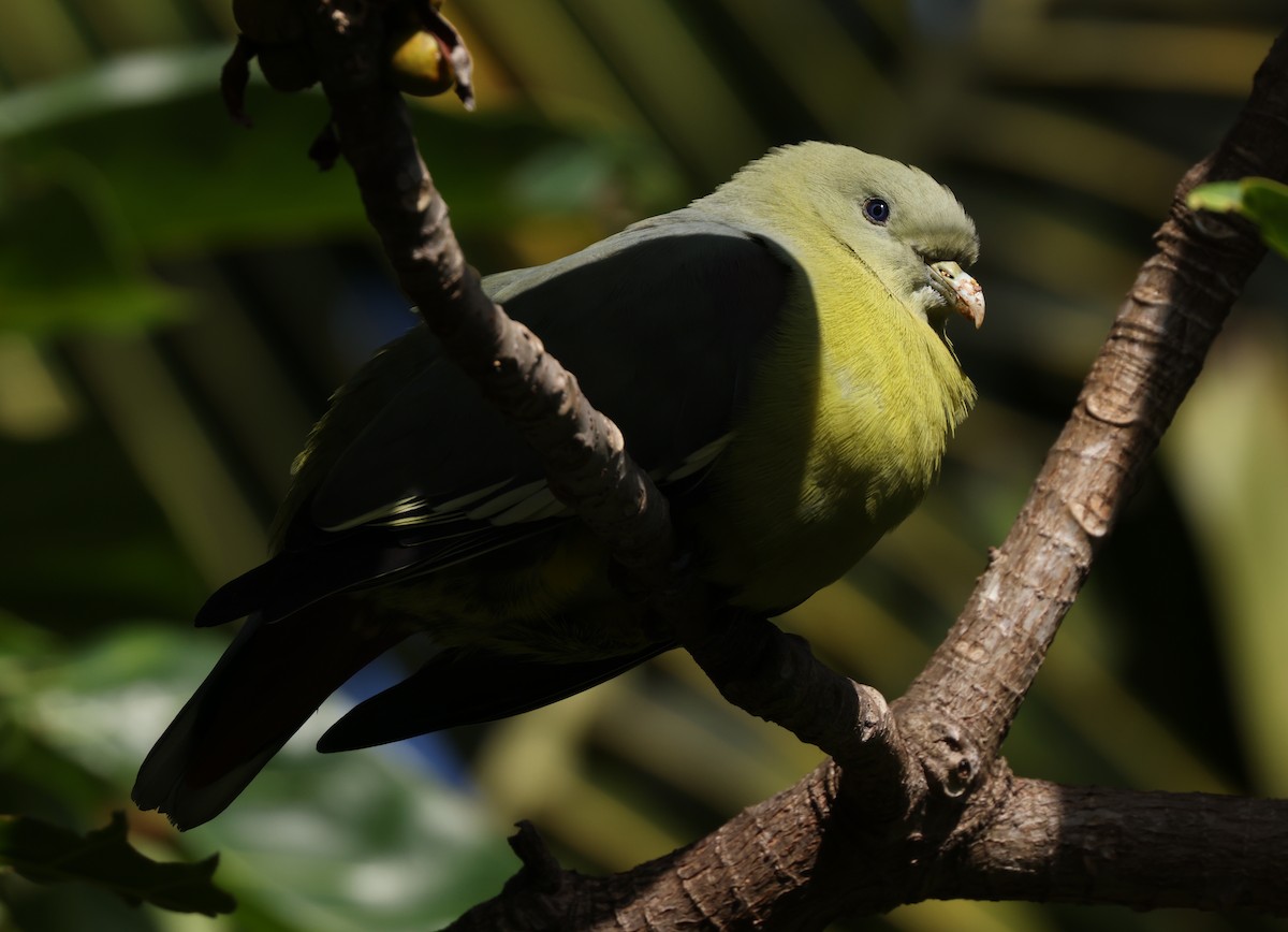 Comoro Green-Pigeon - ML475226191