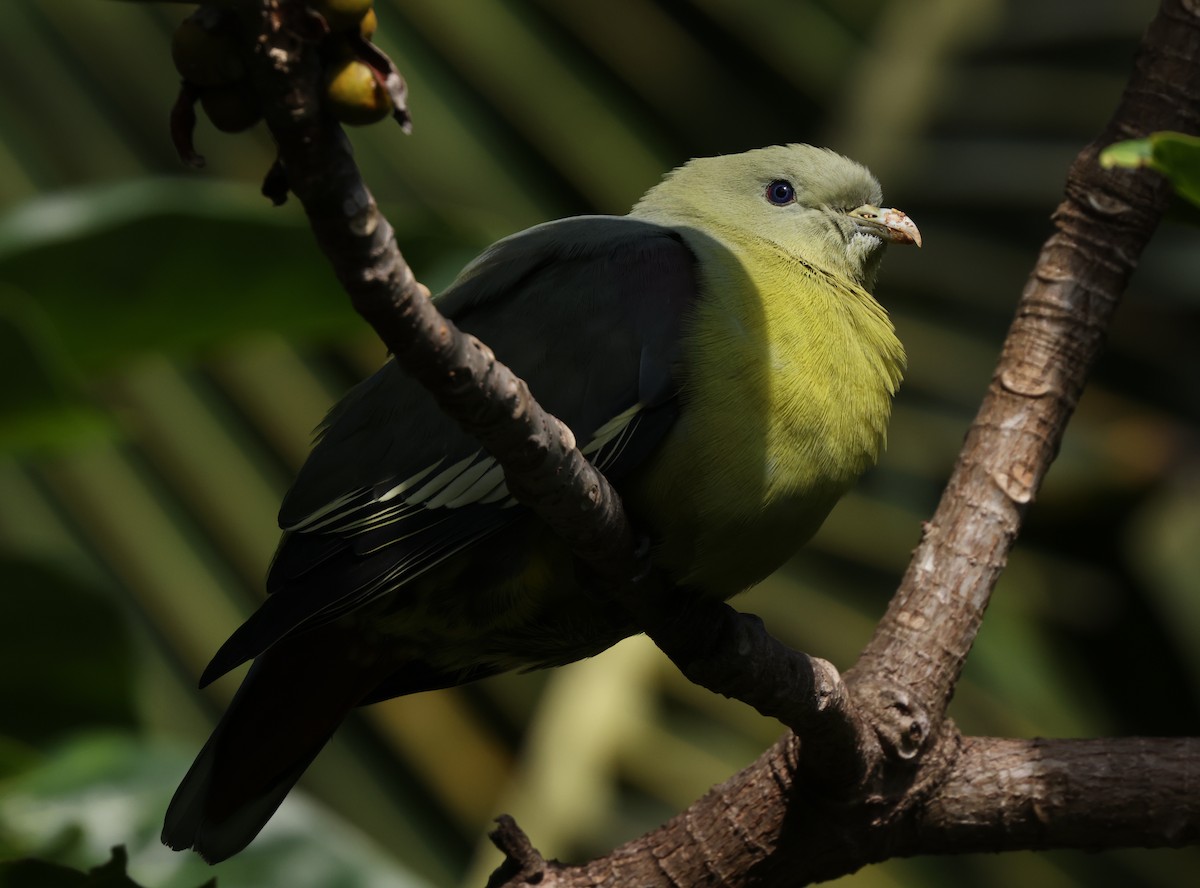 Comoro Green-Pigeon - ML475226201