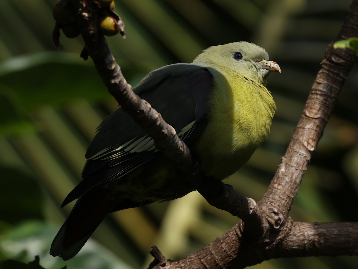 Comoro Green-Pigeon - ML475226211