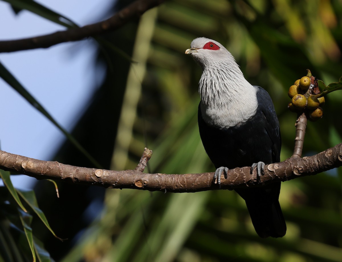 Comoro Blue-Pigeon - Kasper R. Berg