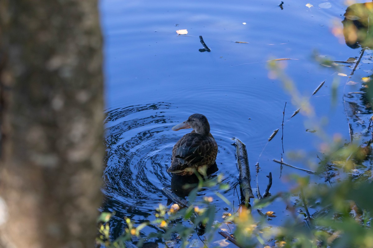 Northern Shoveler - Alena Soloveva