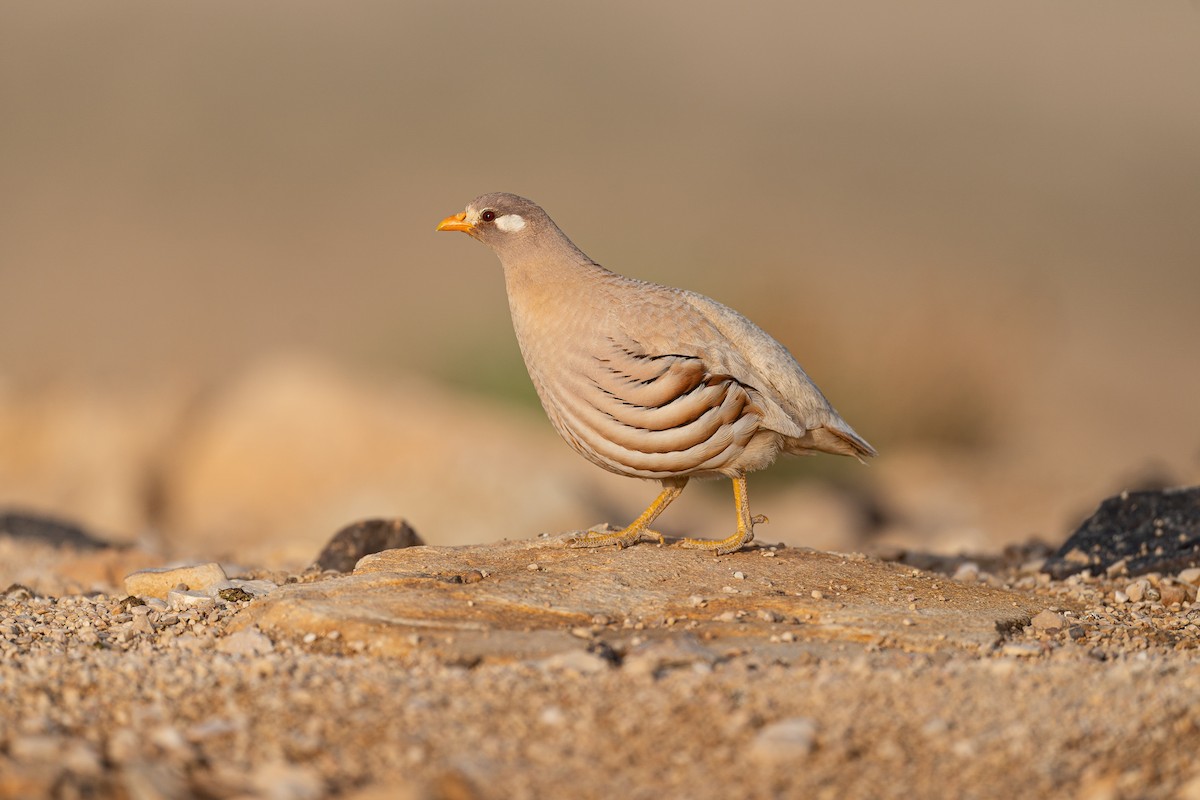 Sand Partridge - Jérémy Calvo
