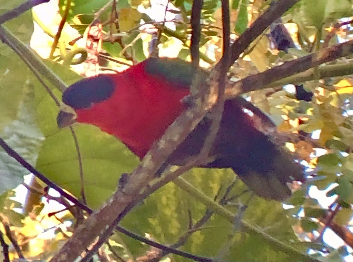 Purple-bellied Lory - Alison Huff