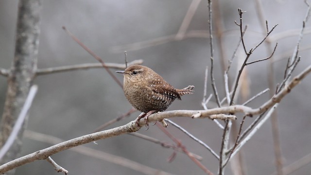 Winter Wren - ML475227