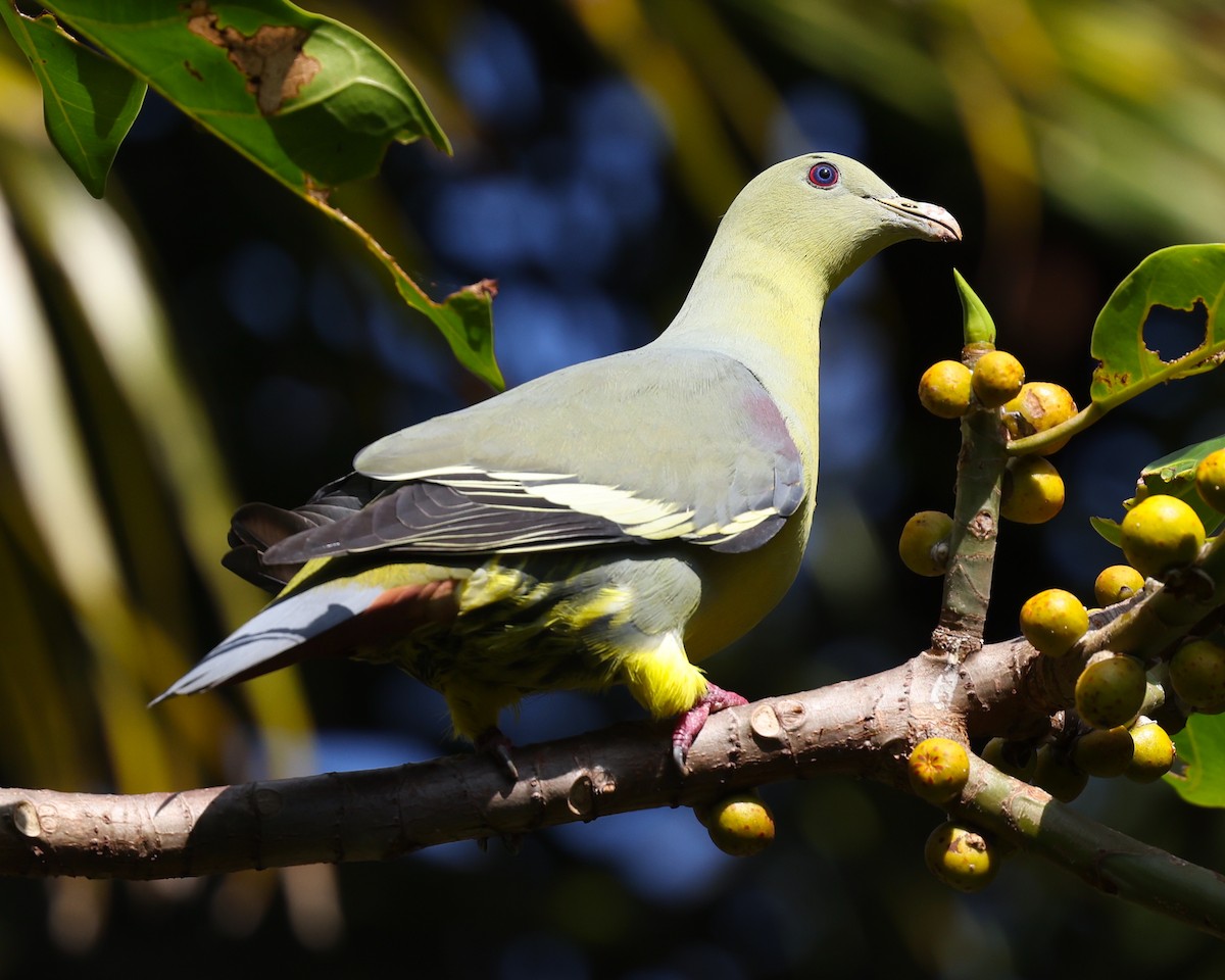 Comoro Green-Pigeon - ML475227511