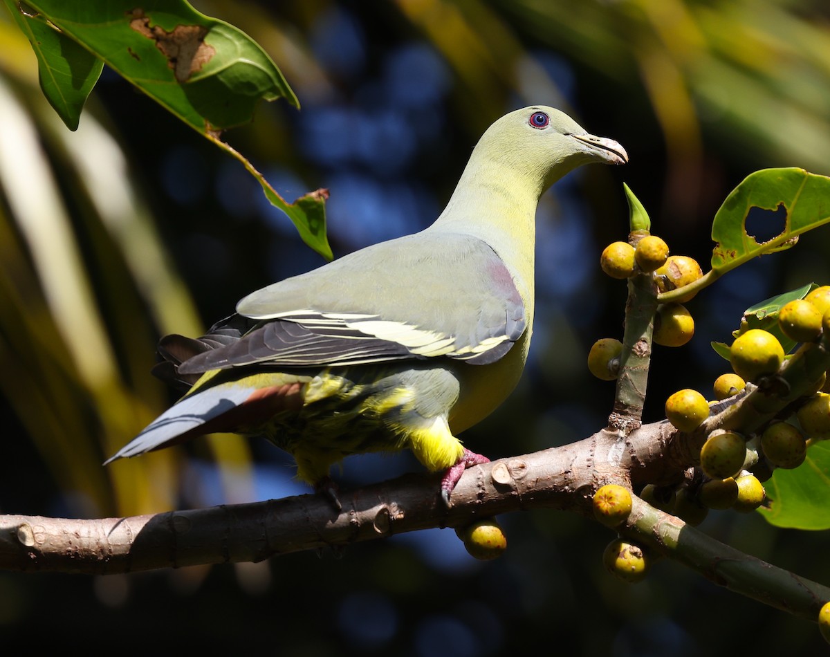 Comoro Green-Pigeon - ML475227521