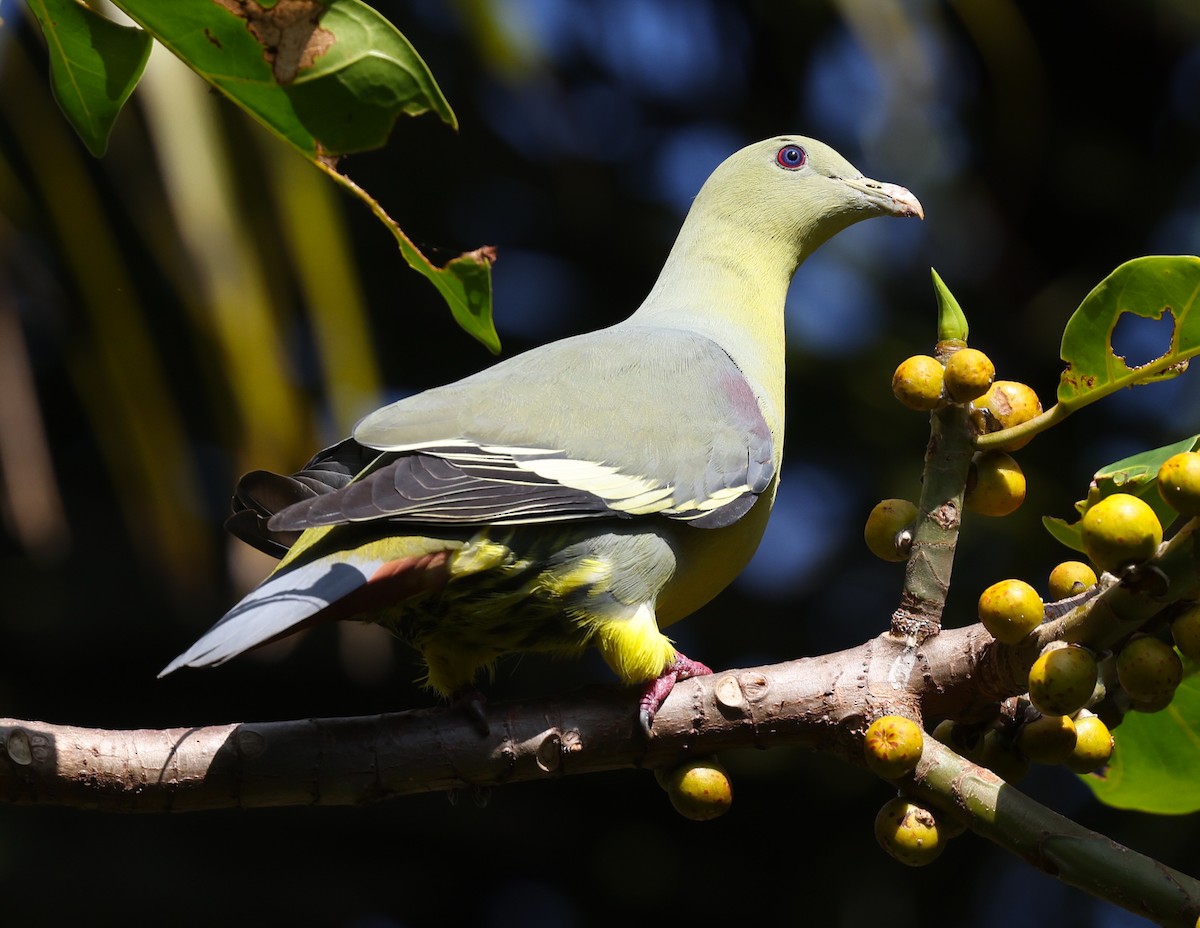 Comoro Green-Pigeon - ML475227531