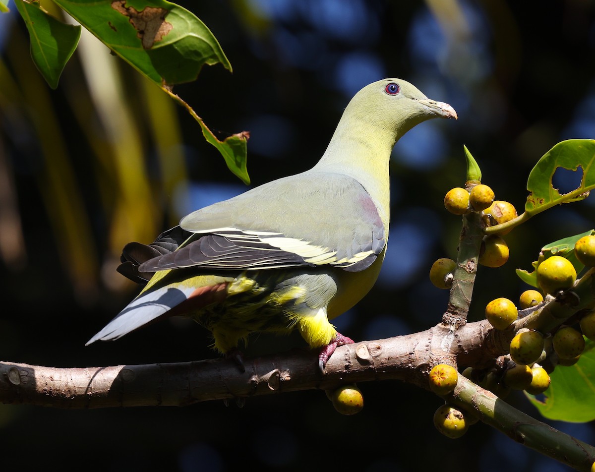 Comoro Green-Pigeon - ML475227561