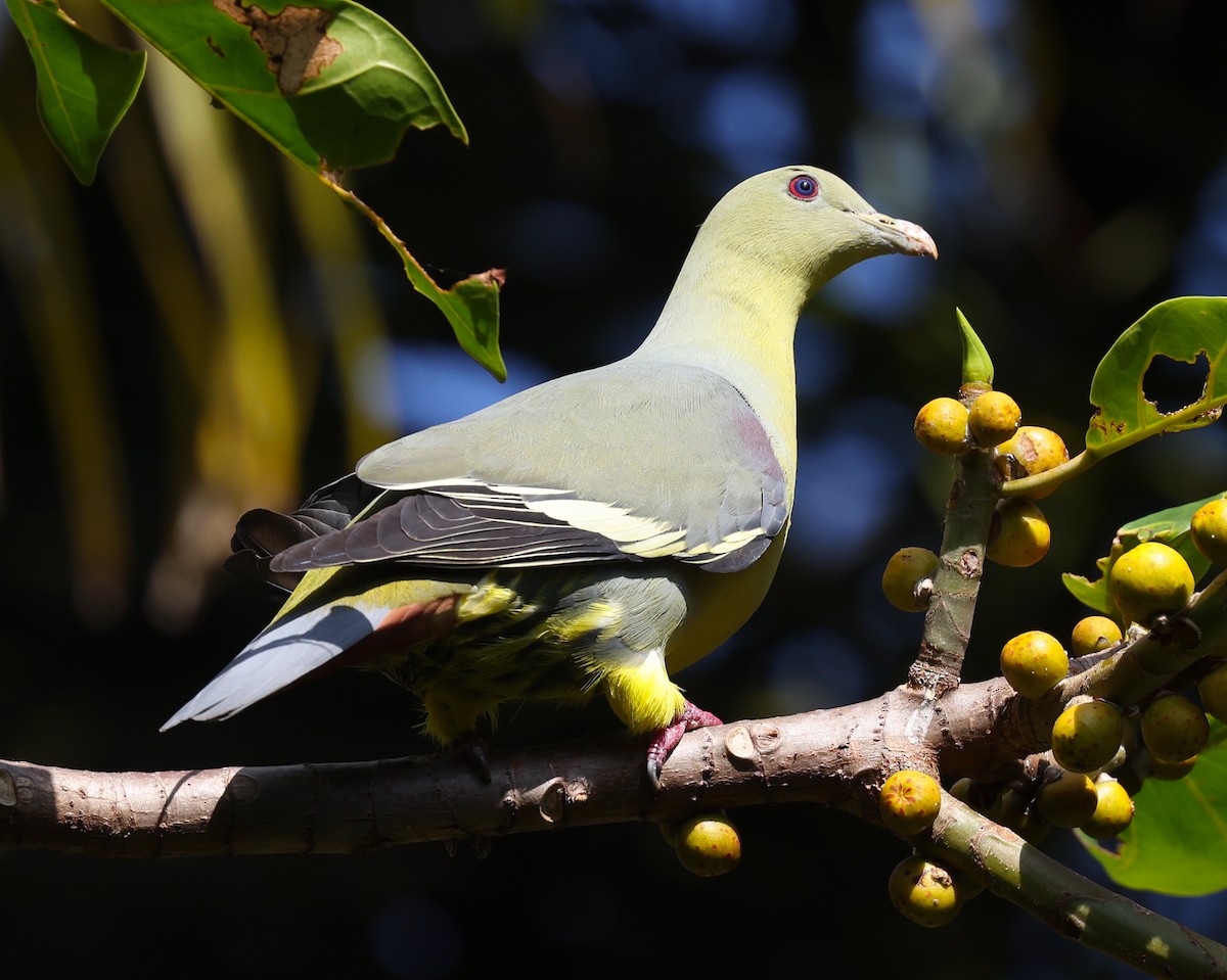 Comoro Green-Pigeon - ML475227571