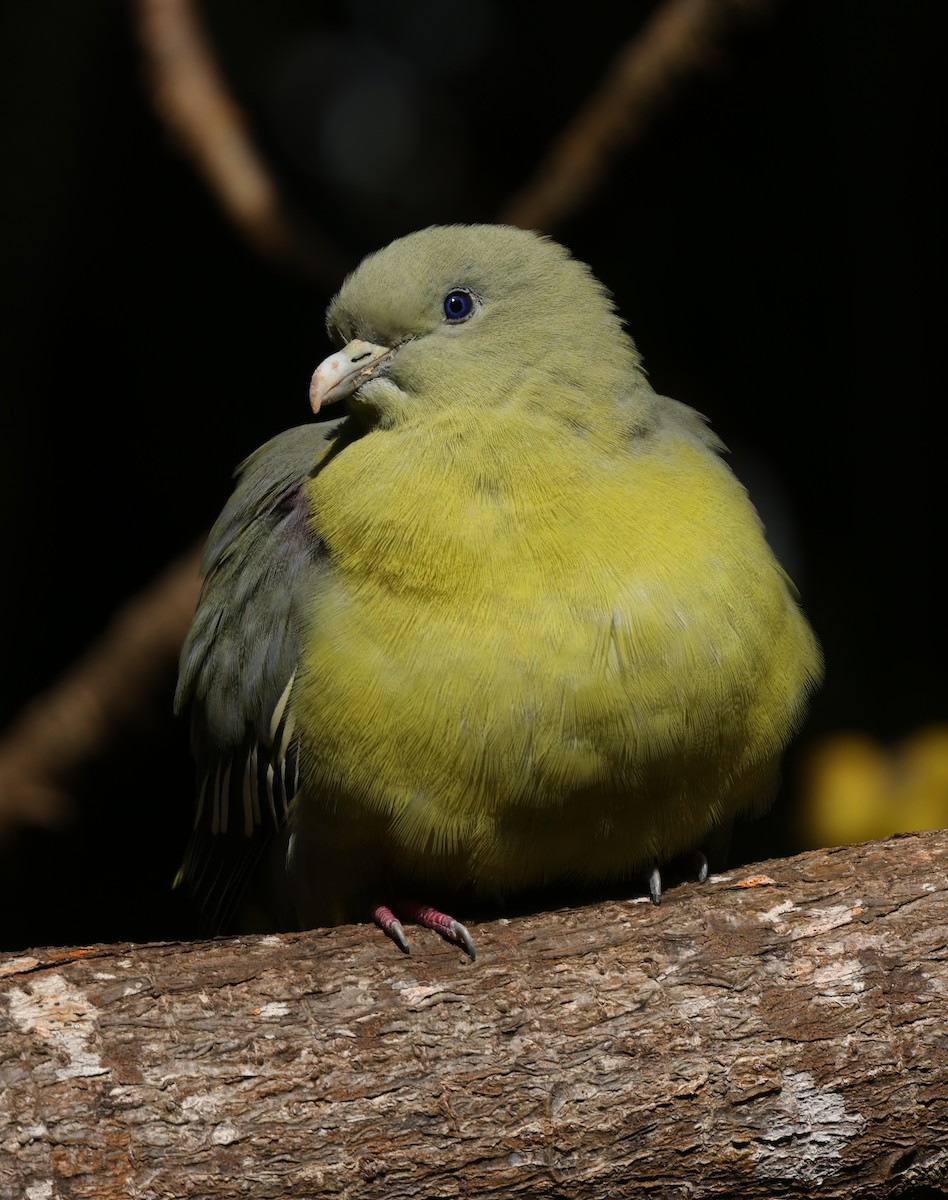 Comoro Green-Pigeon - Kasper R. Berg