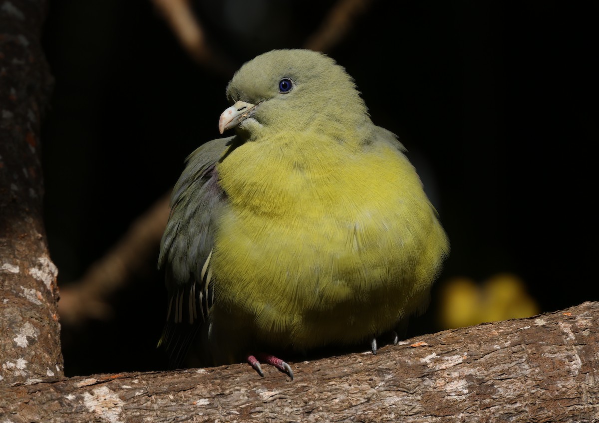 Comoro Green-Pigeon - ML475228561