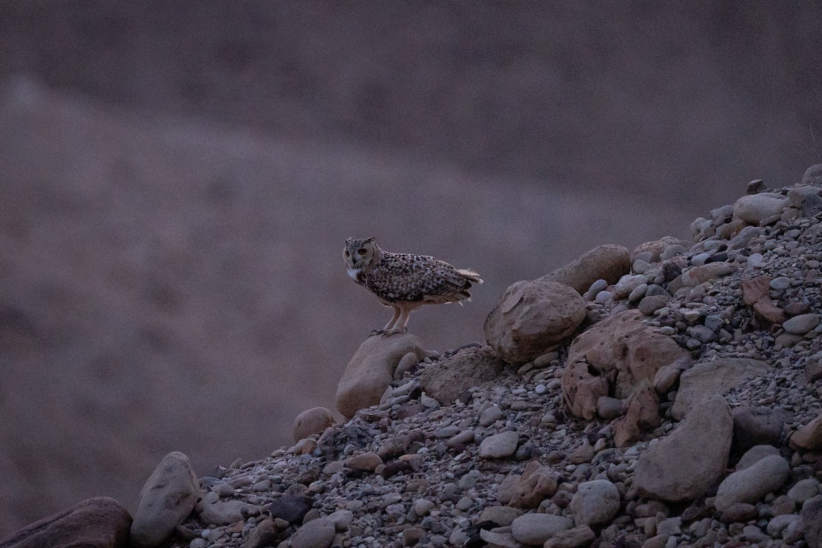 Pharaoh Eagle-Owl - Jérémy Calvo