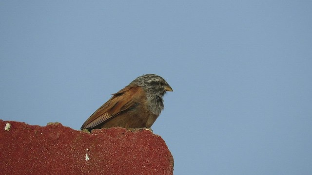 House Bunting - ML475231511