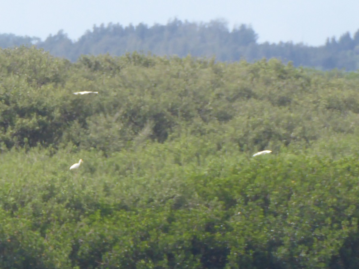 Great Egret - ML475231951