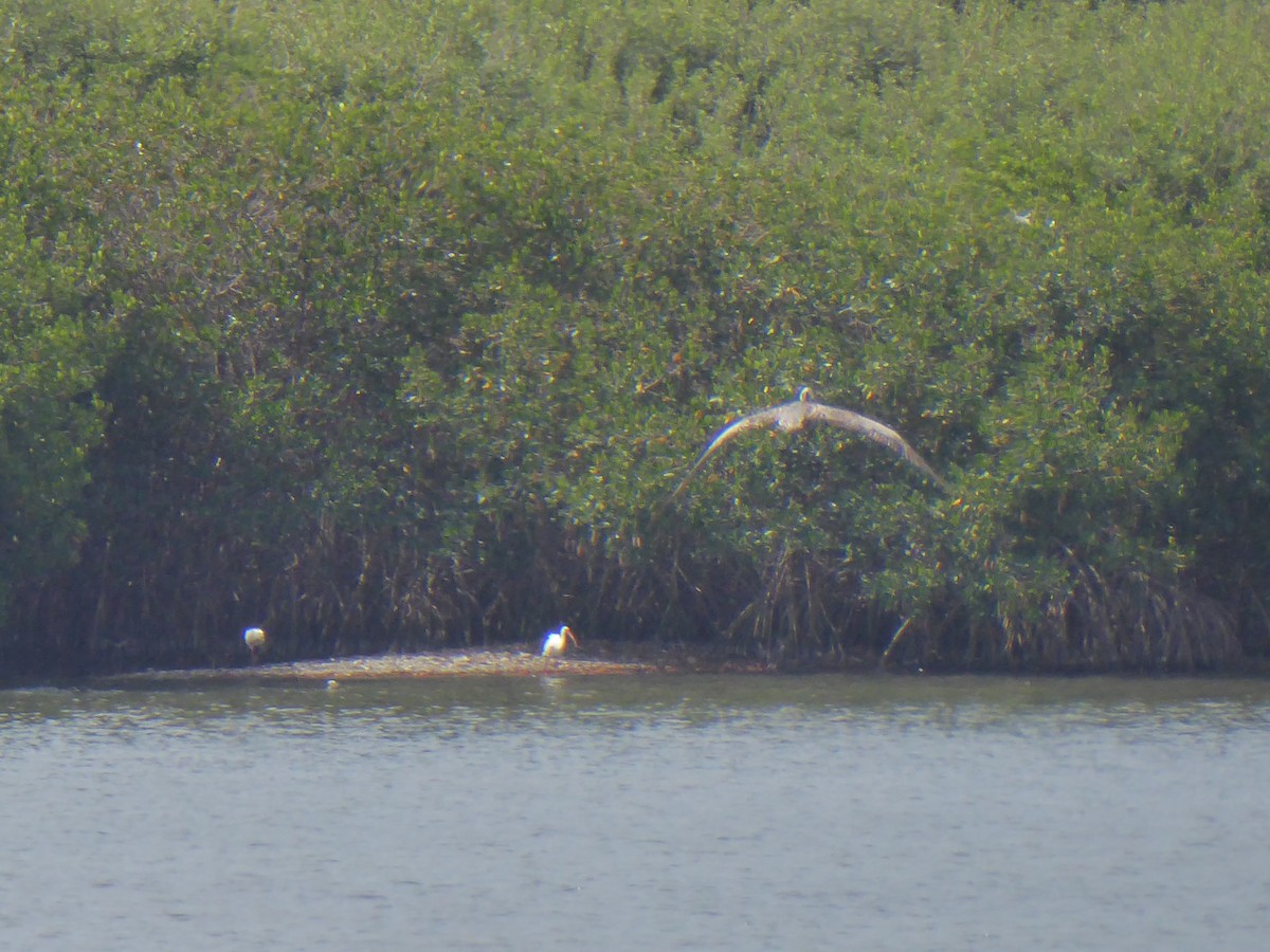 Great Egret - ML475231961