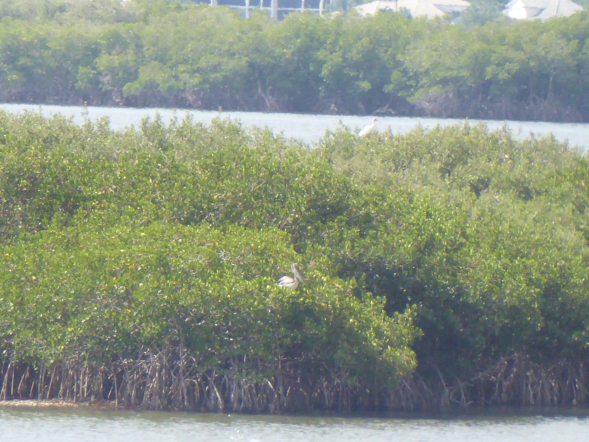 Great Egret - ML475231971