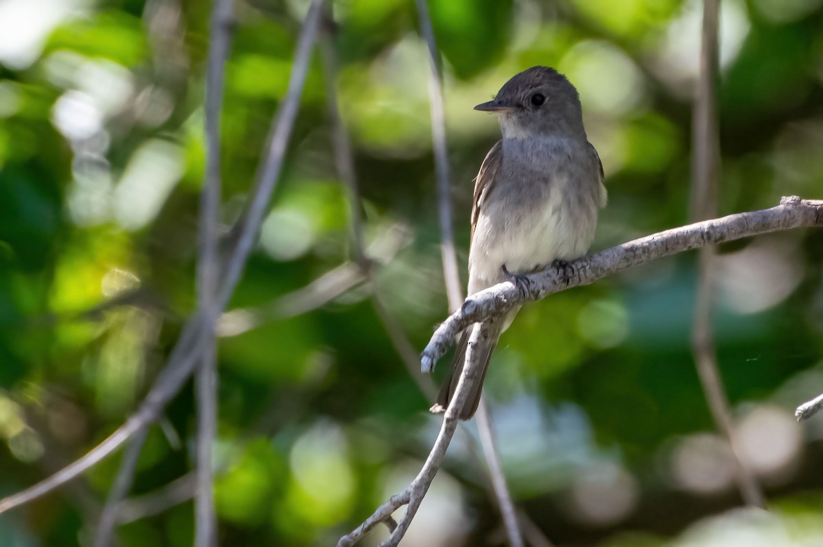 Willow Flycatcher - ML475232021