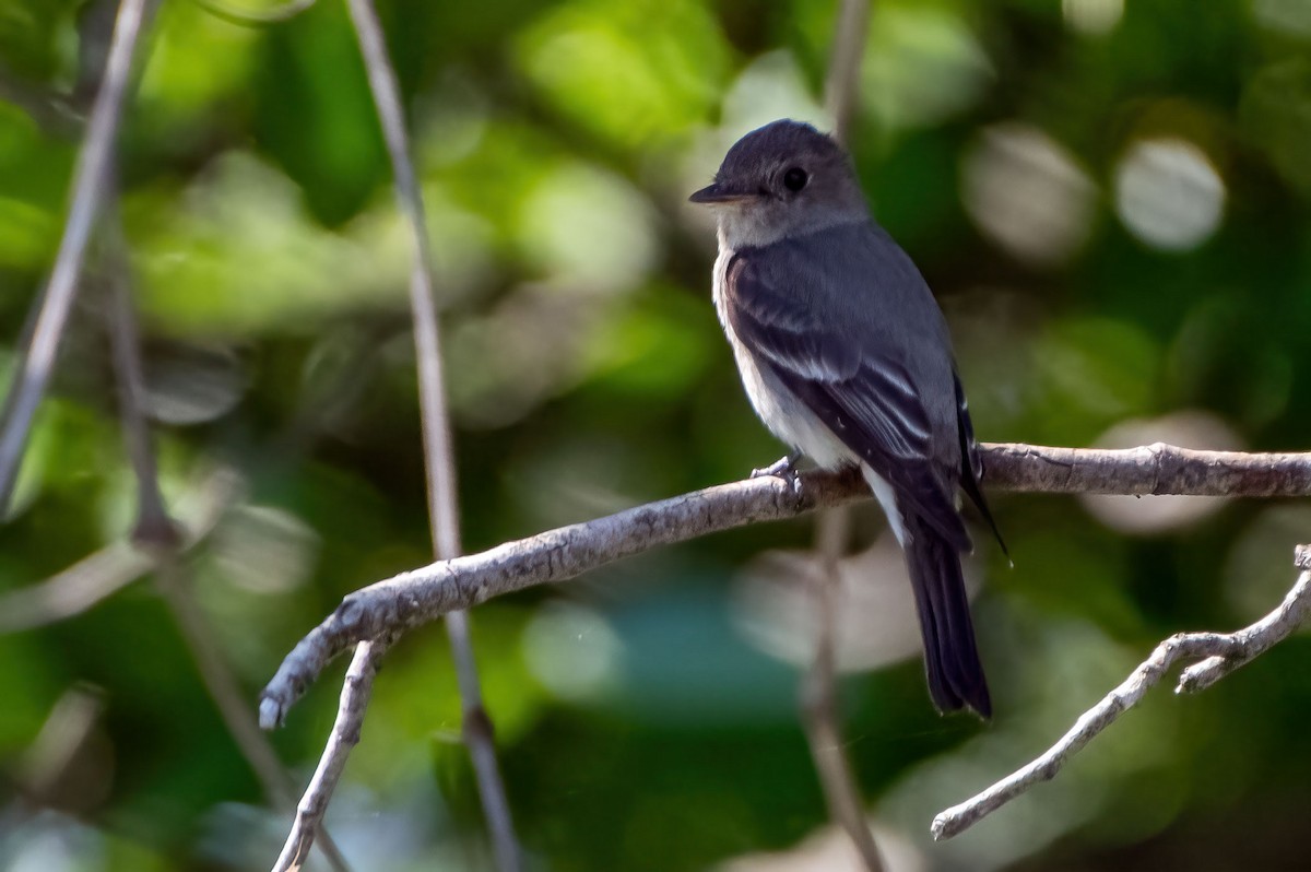 Willow Flycatcher - ML475232051