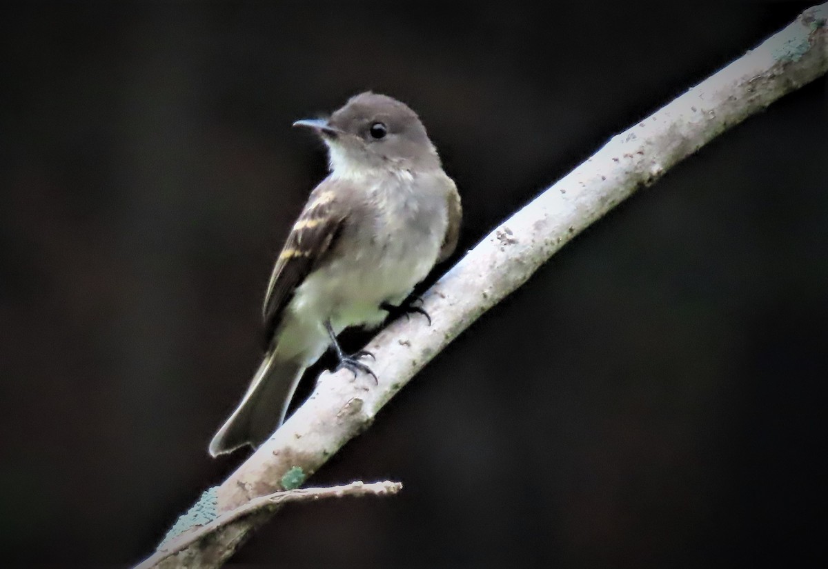 Eastern Phoebe - ML475233001
