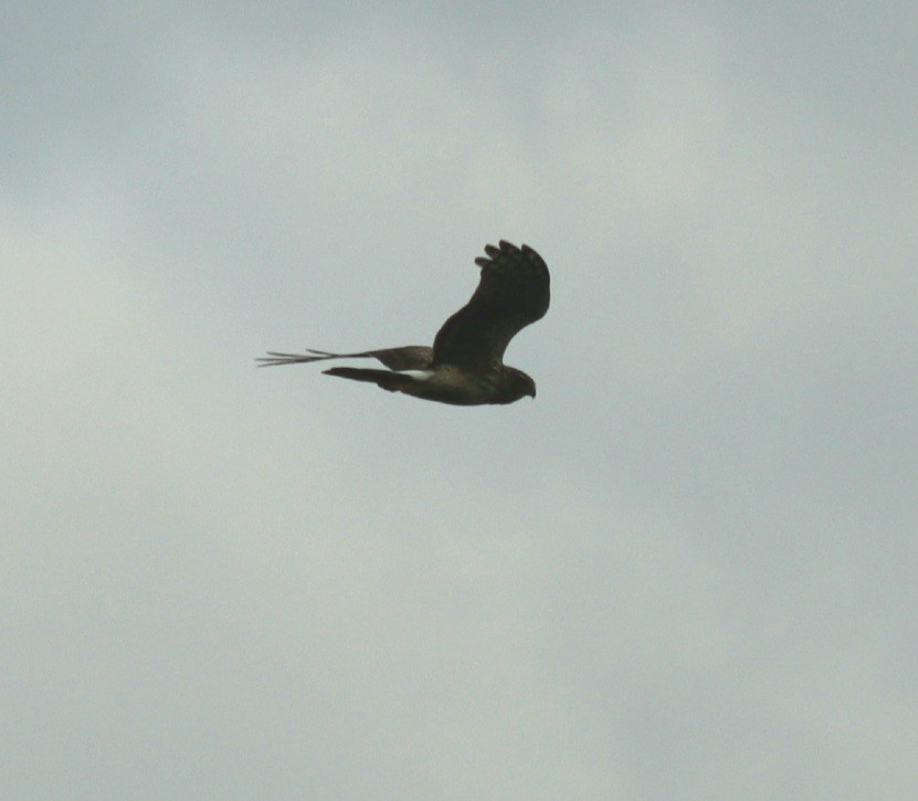 Northern Harrier - ML475233061