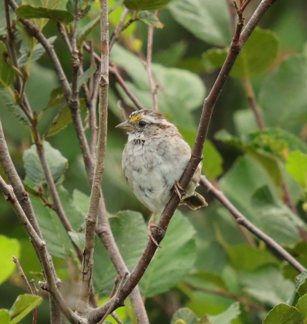 White-throated Sparrow - ML475234191