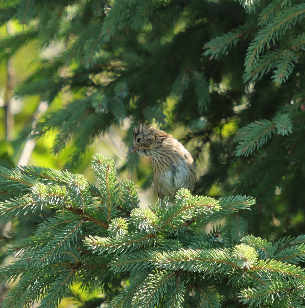 Lincoln's Sparrow - ML475234331