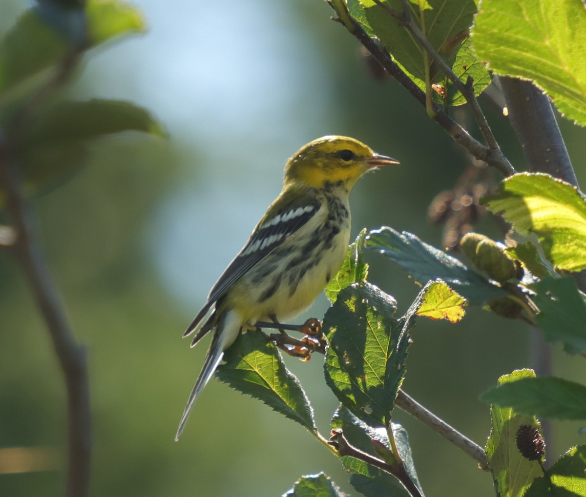 Black-throated Green Warbler - ML475234401