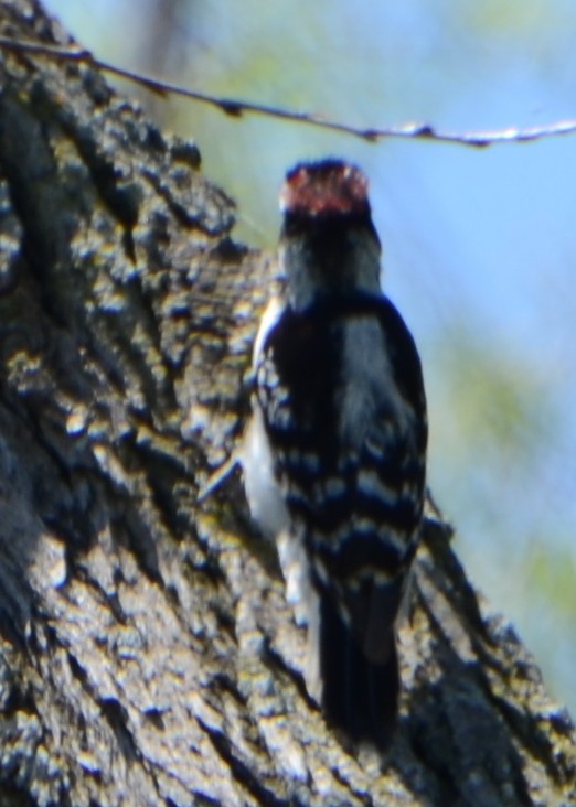 Hairy Woodpecker - ML475235101