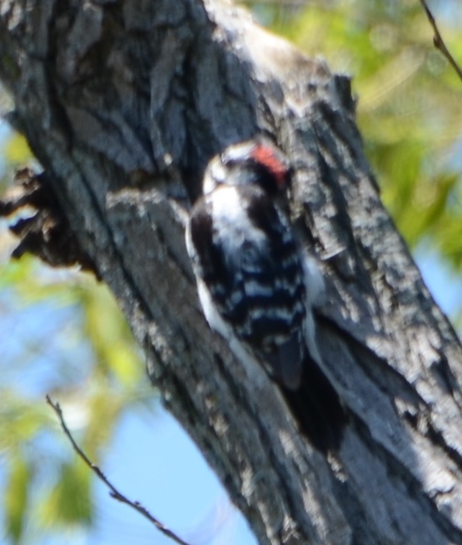 Hairy Woodpecker - ML475235111