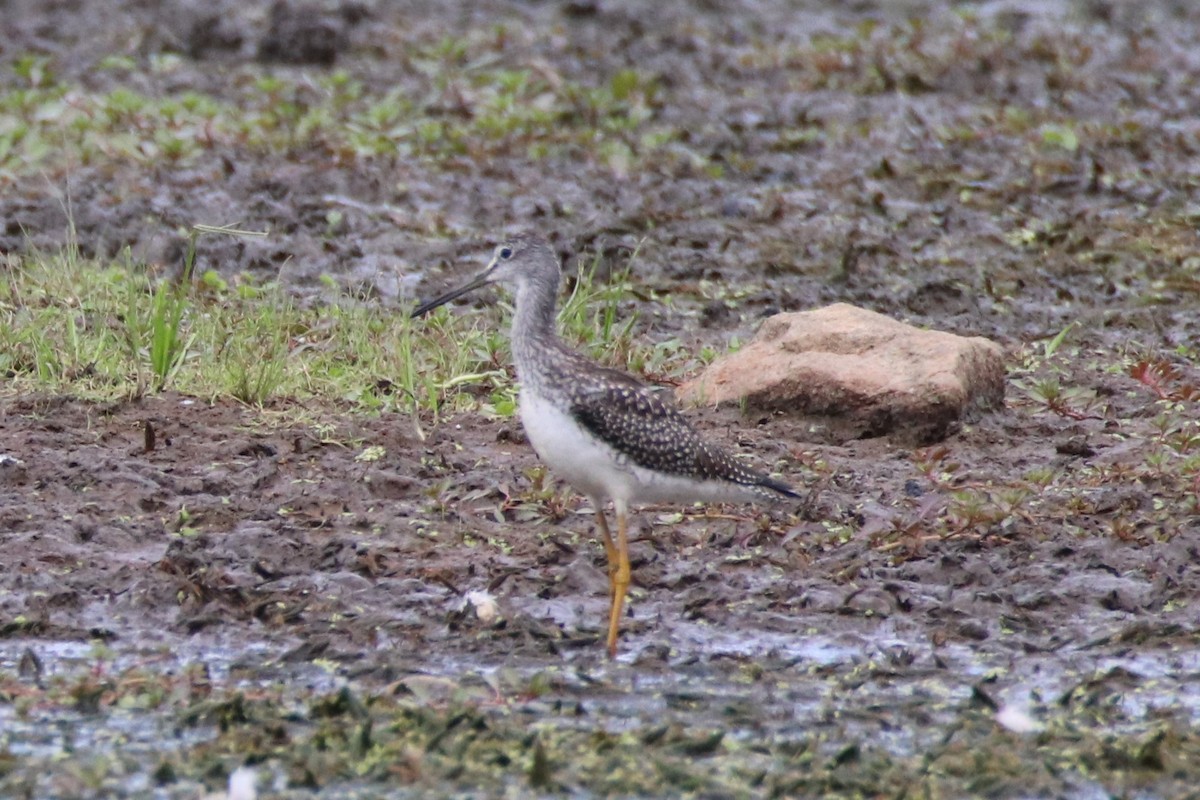 Greater Yellowlegs - ML475235161