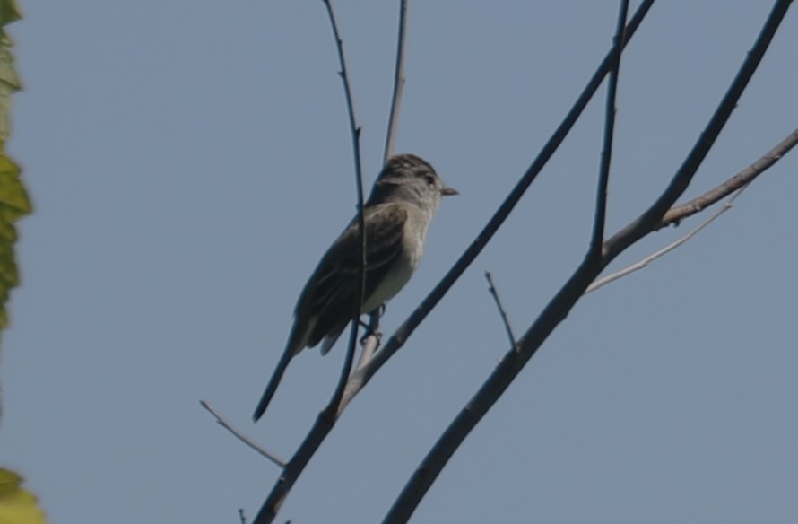 Willow Flycatcher - David Nicosia