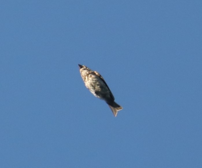 Purple Finch (Eastern) - ML475236751